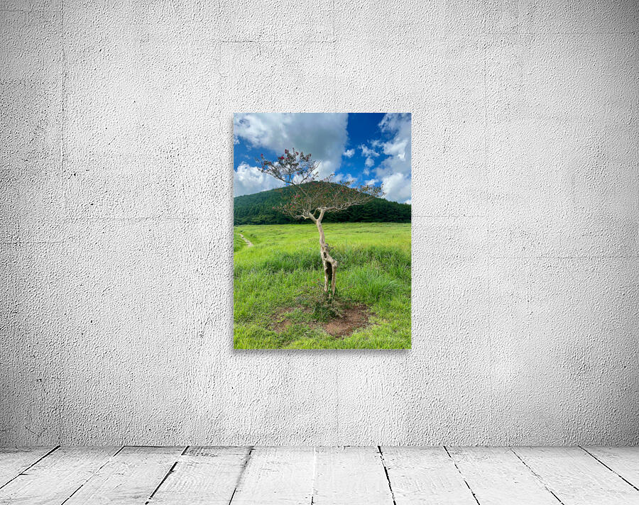 The Tree Jeju South Korea by Jimmy Roy Photos