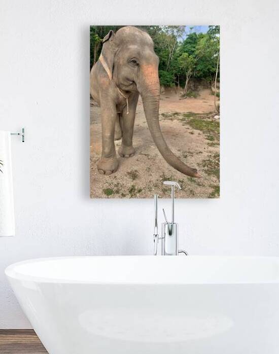 Elephant Trunk Sideways by Jimmy Roy Photos