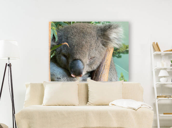 Sleep Well Koala by Jimmy Roy Photos
