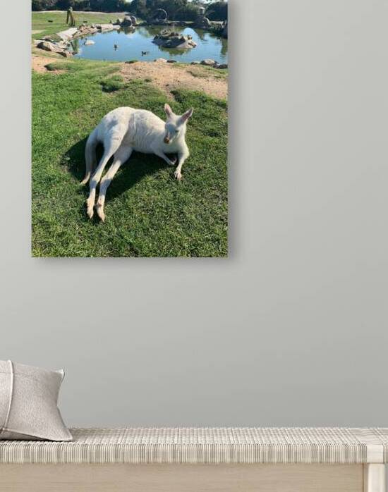 White Kangaroo Chilling by Jimmy Roy Photos