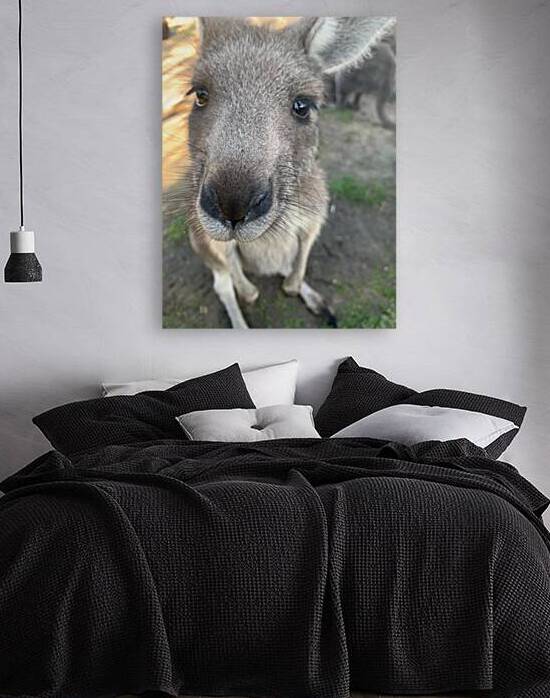 Kangaroo Close Up by Jimmy Roy Photos