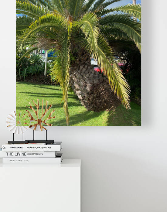Baby Palm Tree by Jimmy Roy Photos