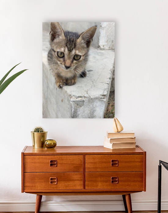 Cute Kitty 3 by Jimmy Roy Photos