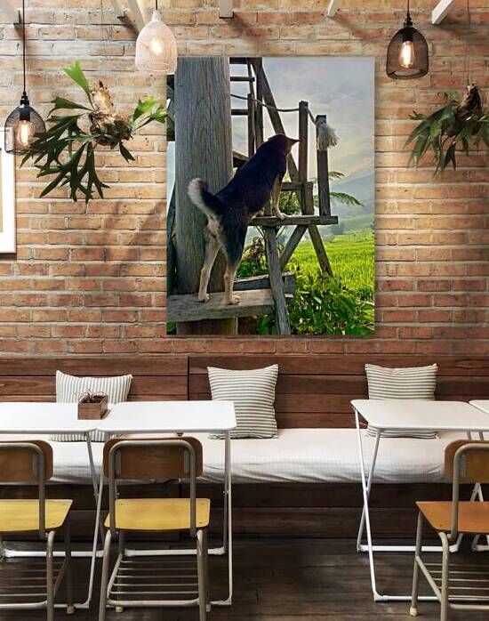 Dog Watching the Sunset by Jimmy Roy Photos