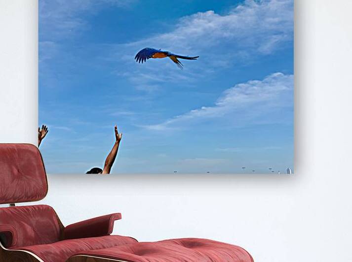 Macaws with Hands by Jimmy Roy Photos