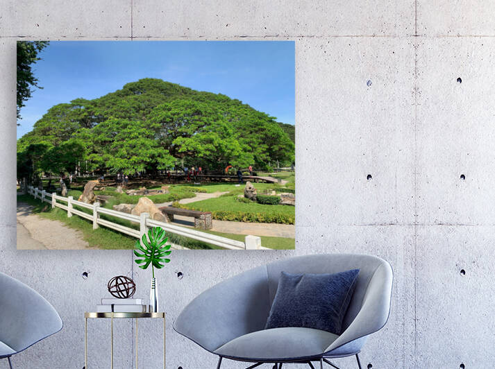 Giant Raintree 1 by Jimmy Roy Photos