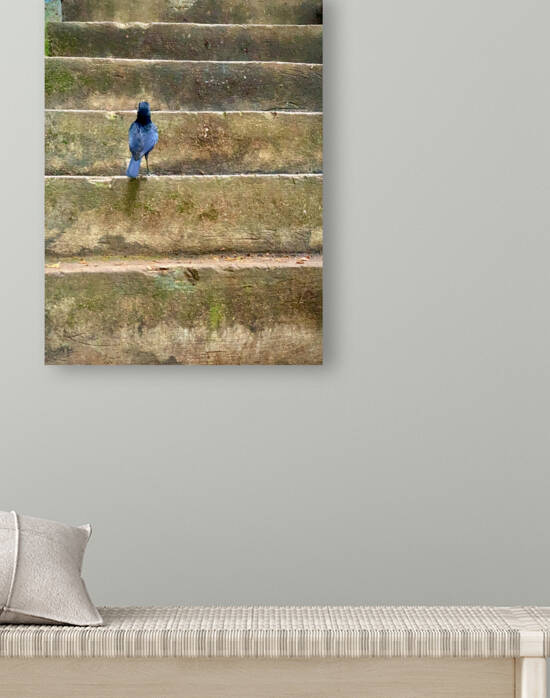 Bird Climbing the Stairs by Jimmy Roy Photos