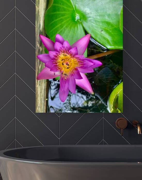 Purple Flower by Jimmy Roy Photos