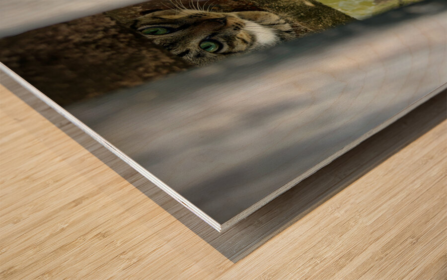 Kampong Ayer Floating Village Brunei 5 Wood print