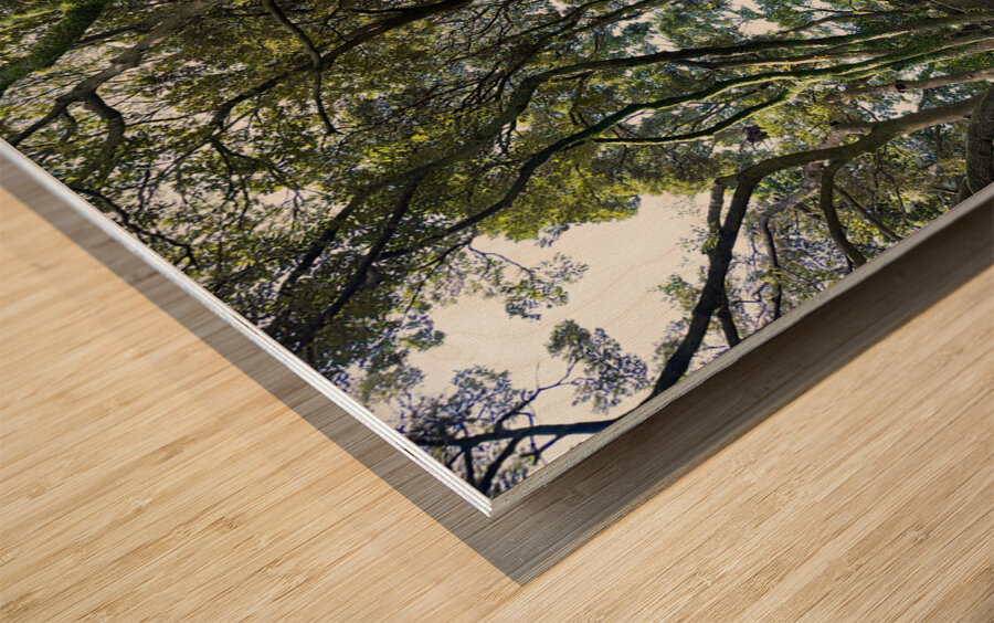 Trees Roots Jeju South Korea Wood print